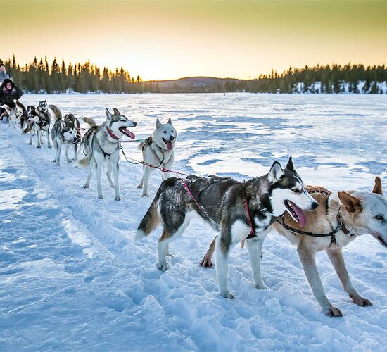 Dog Sledding Tour Swedish Lapland © FlyCar